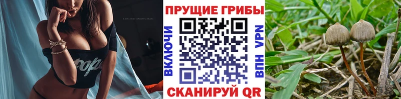 закладки  Воскресенск  mega онион  Галлюциногенные грибы GOLDEN TEACHER 